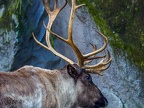 033 - zoom adventure world - gelsenkirchen - reindeer