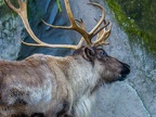 032 - zoom adventure world - gelsenkirchen - reindeer