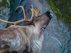 034 - zoom adventure world - gelsenkirchen - reindeer