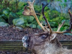 035 - zoom adventure world - gelsenkirchen - reindeer