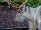 036 - zoom adventure world - gelsenkirchen - reindeer