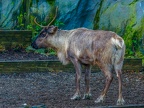 037 - zoom adventure world - gelsenkirchen - reindeer