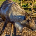 040 - zoom adventure world - gelsenkirchen - reindeer
