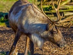 040 - zoom adventure world - gelsenkirchen - reindeer