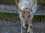 041 - zoom adventure world - gelsenkirchen - reindeer
