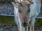 042 - zoom adventure world - gelsenkirchen - reindeer