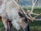 044 - zoom adventure world - gelsenkirchen - reindeer