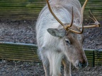 043 - zoom adventure world - gelsenkirchen - reindeer
