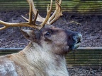 045 - zoom adventure world - gelsenkirchen - reindeer