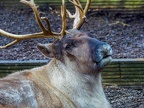 046 - zoom adventure world - gelsenkirchen - reindeer