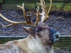 047 - zoom adventure world - gelsenkirchen - reindeer