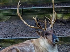 049 - zoom adventure world - gelsenkirchen - reindeer
