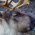 050 - zoom adventure world - gelsenkirchen - reindeer