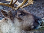 050 - zoom adventure world - gelsenkirchen - reindeer