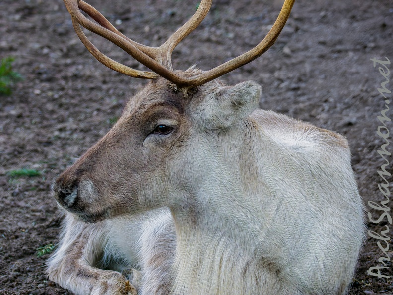 051 - zoom adventure world - gelsenkirchen - reindeer.jpg
