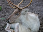 051 - zoom adventure world - gelsenkirchen - reindeer