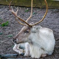 052 - zoom adventure world - gelsenkirchen - reindeer