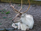 052 - zoom adventure world - gelsenkirchen - reindeer