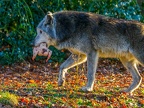 085 - zoom adventure world - gelsenkirchen - wolf