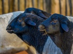 107 - zoom adventure world - gelsenkirchen - somalia sheep
