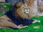 118 - zoom adventure world - gelsenkirchen - lion