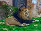 119 - zoom adventure world - gelsenkirchen - lion