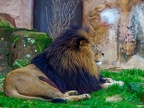 121 - zoom adventure world - gelsenkirchen - lion