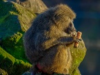 130 - zoom adventure world - gelsenkirchen - baboons
