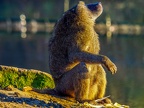 143 - zoom adventure world - gelsenkirchen - baboons