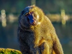 148 - zoom adventure world - gelsenkirchen - baboons