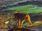 156 - zoom adventure world - gelsenkirchen - baboons