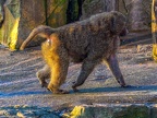 169 - zoom adventure world - gelsenkirchen - baboons