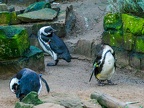 170 - zoom adventure world - gelsenkirchen - spectacled penguin