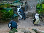 171 - zoom adventure world - gelsenkirchen - spectacled penguin