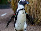 173 - zoom adventure world - gelsenkirchen - spectacled penguin
