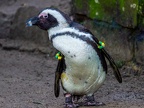 172 - zoom adventure world - gelsenkirchen - spectacled penguin