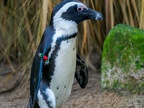 174 - zoom adventure world - gelsenkirchen - spectacled penguin