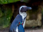 175 - zoom adventure world - gelsenkirchen - spectacled penguin