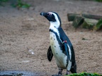 176 - zoom adventure world - gelsenkirchen - spectacled penguin