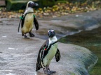 103-zoom adventure world - gelsenkirchen - park
