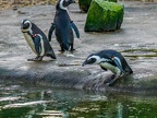 118-zoom adventure world - gelsenkirchen - park