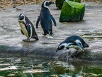 120-zoom adventure world - gelsenkirchen - park