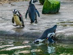 122-zoom adventure world - gelsenkirchen - park