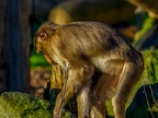 149-zoom adventure world - gelsenkirchen - park