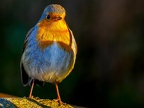 1144-zoom adventure world - gelsenkirchen - park-birds