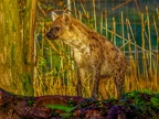 1145-zoom adventure world - gelsenkirchen - park-hyena