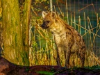 1146-zoom adventure world - gelsenkirchen - park-hyena