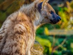 1147-zoom adventure world - gelsenkirchen - park-hyena
