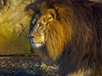 1149-zoom adventure world - gelsenkirchen - park-lion