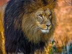 1148-zoom adventure world - gelsenkirchen - park-lion